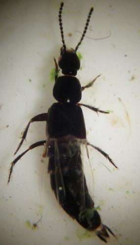Réf. 258 120 : Philonthus sp.